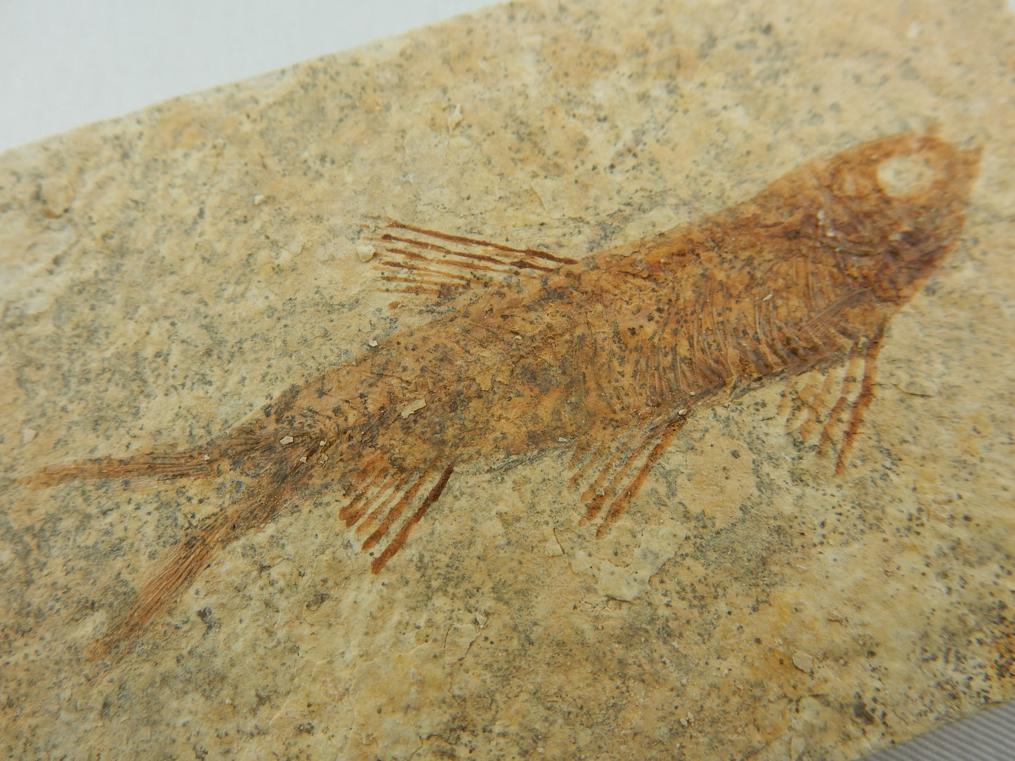 fish fossil Knightia Eocaena - delicate fins and bones exposed, on solid shal