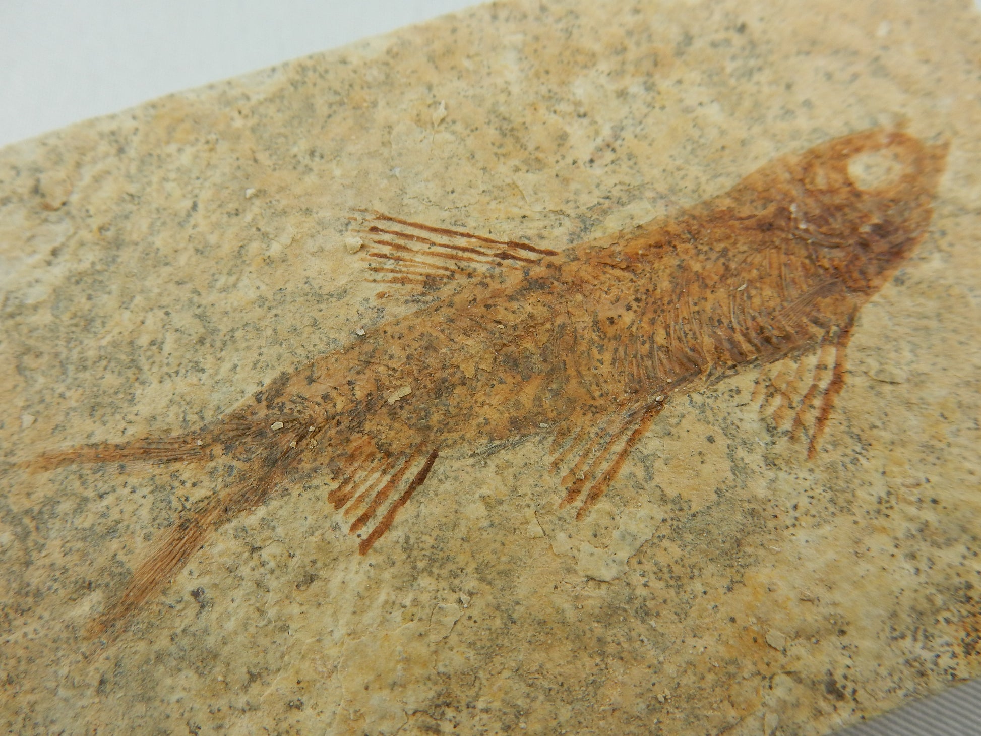 fish fossil Knightia Eocaena - delicate fins and bones exposed, on solid shal