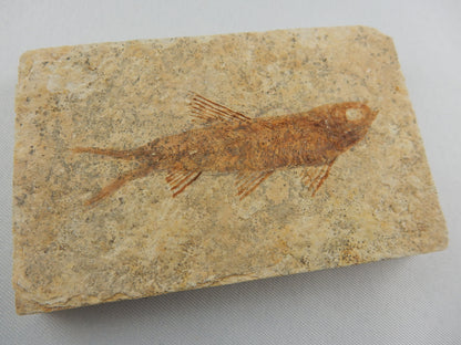 Fish Fossil - Knightia Eocaena