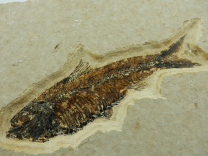 fish fossil Knightia Eocaena - excellent preparation, original bones, solid block sandstone
