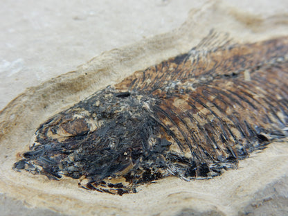Fish Fossil - Knightia Eocaena