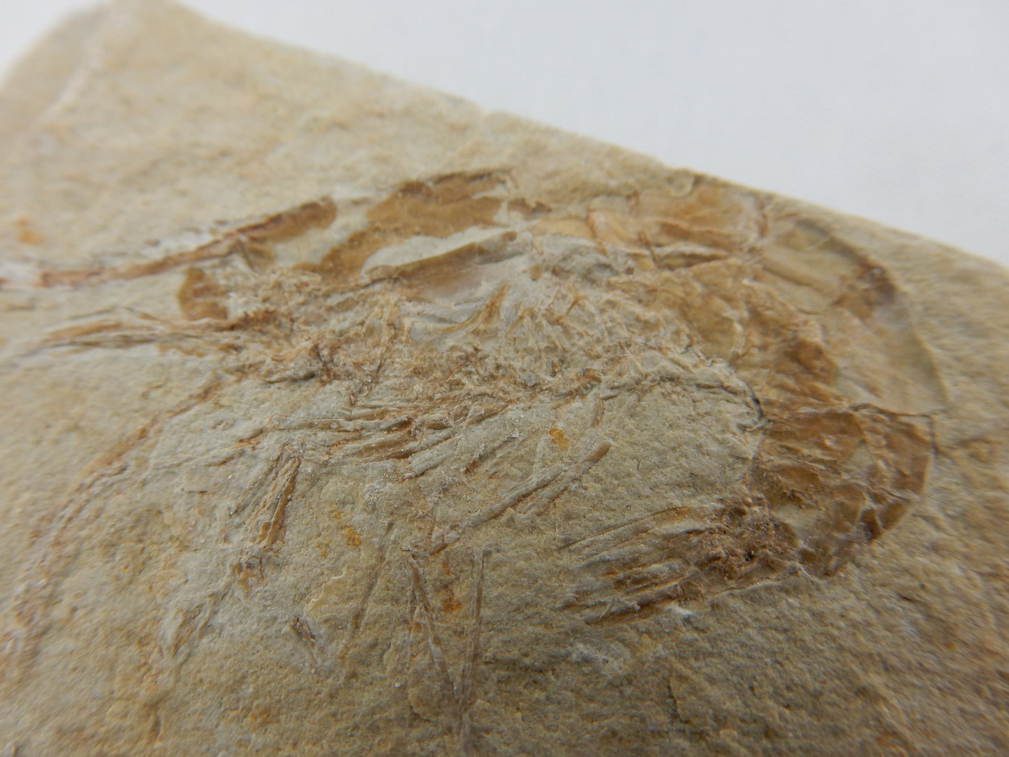 Carpopenaeus - excellent preservation fossil - original shell and fine details of shrimp - from classic deposits Lebanon