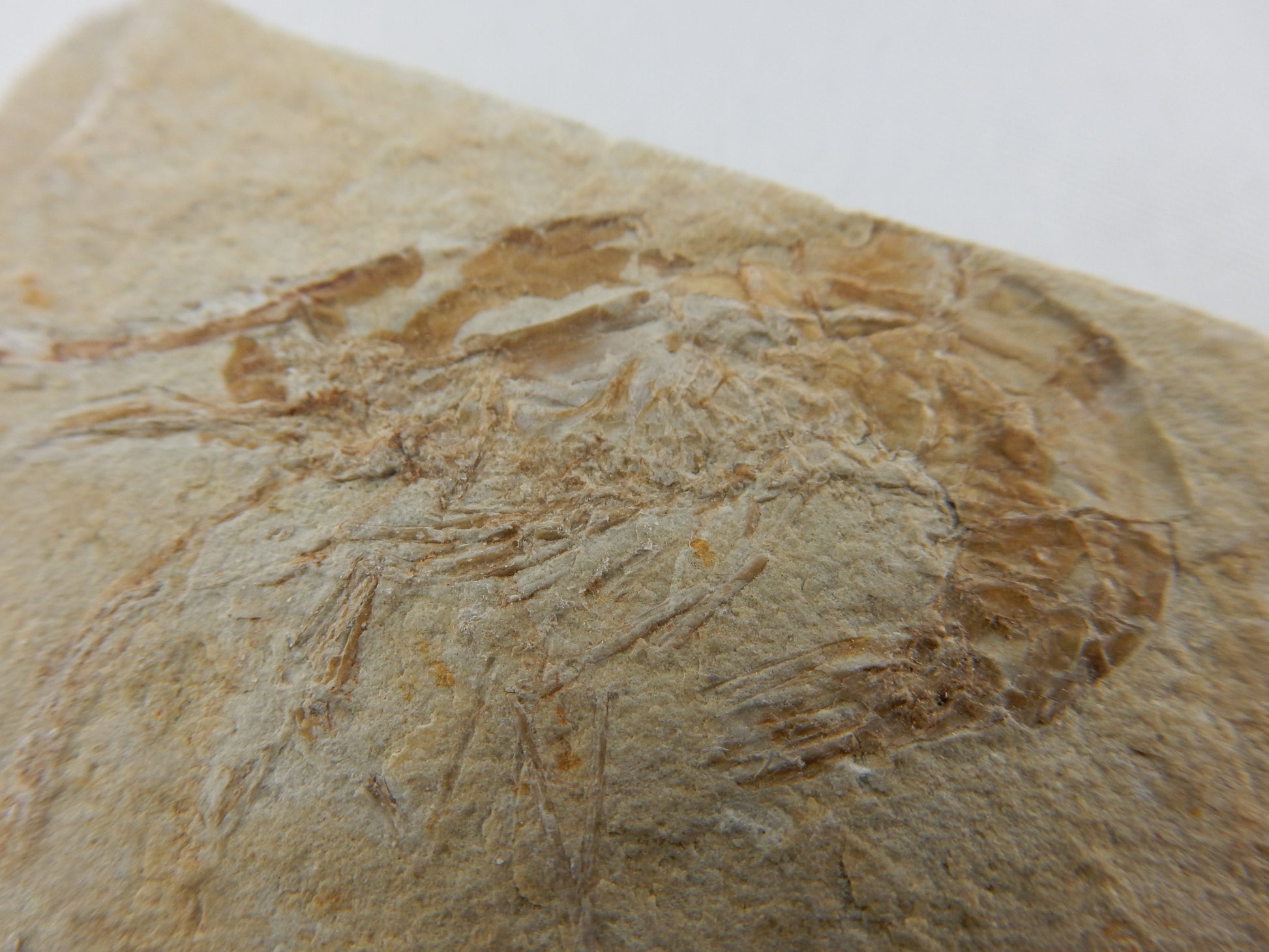 Carpopenaeus - excellent preservation fossil - original shell and fine details of shrimp - from classic deposits Lebanon