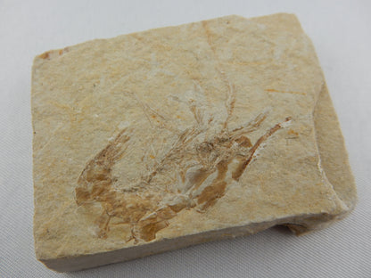 Shrimp Fossil - Carpopenaeus