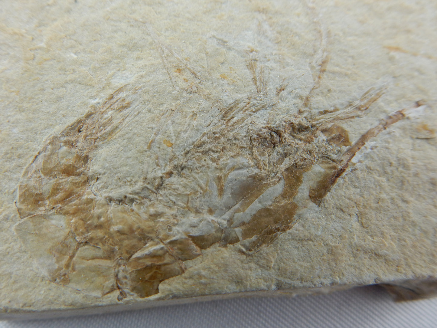 Shrimp Fossil - Carpopenaeus