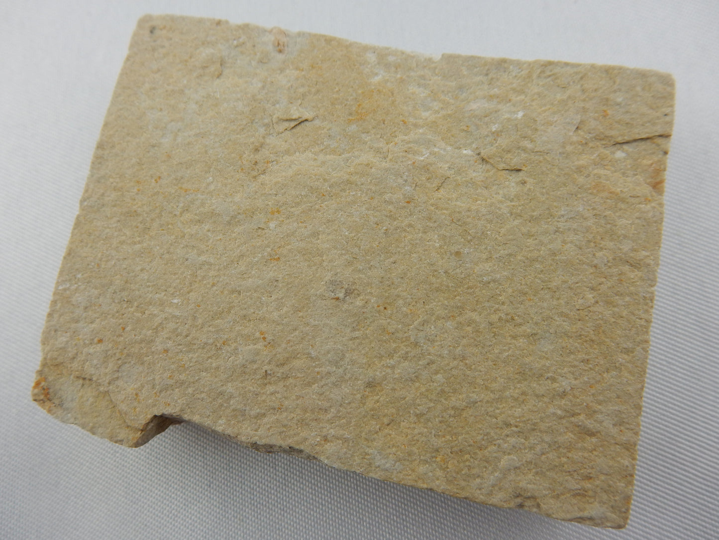Shrimp Fossil - Carpopenaeus