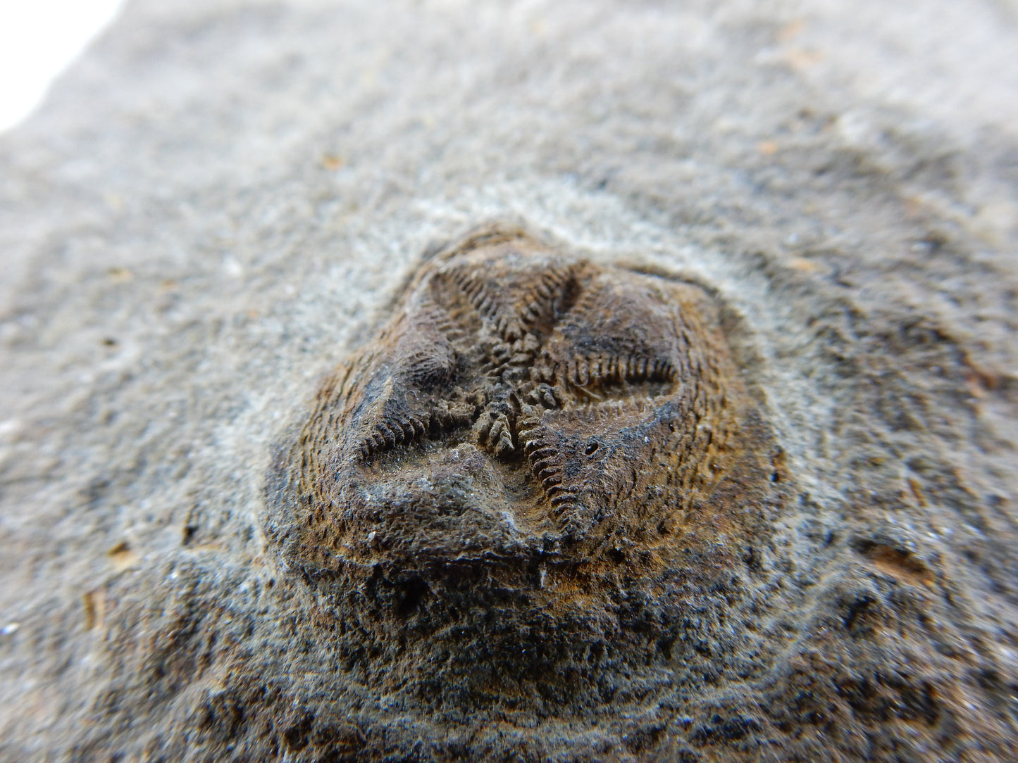 Starfish Fossil