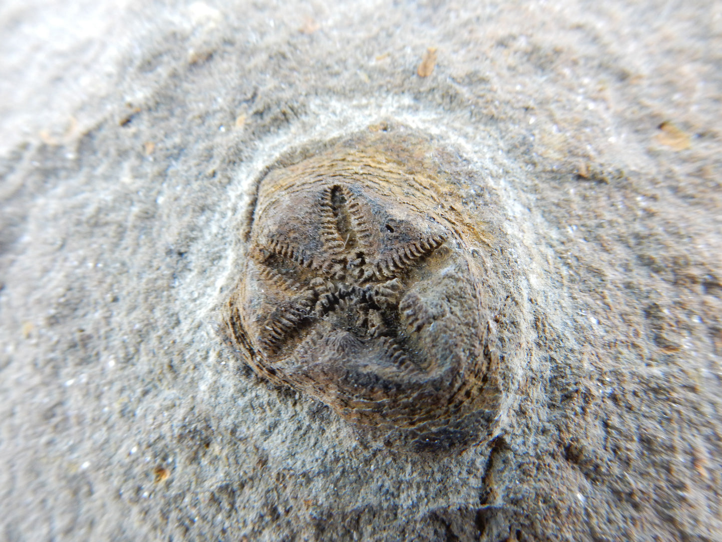 perfect little star-fish fossil - detailed imprint of shell spikes etc - Ordovician age - 450 million years ago