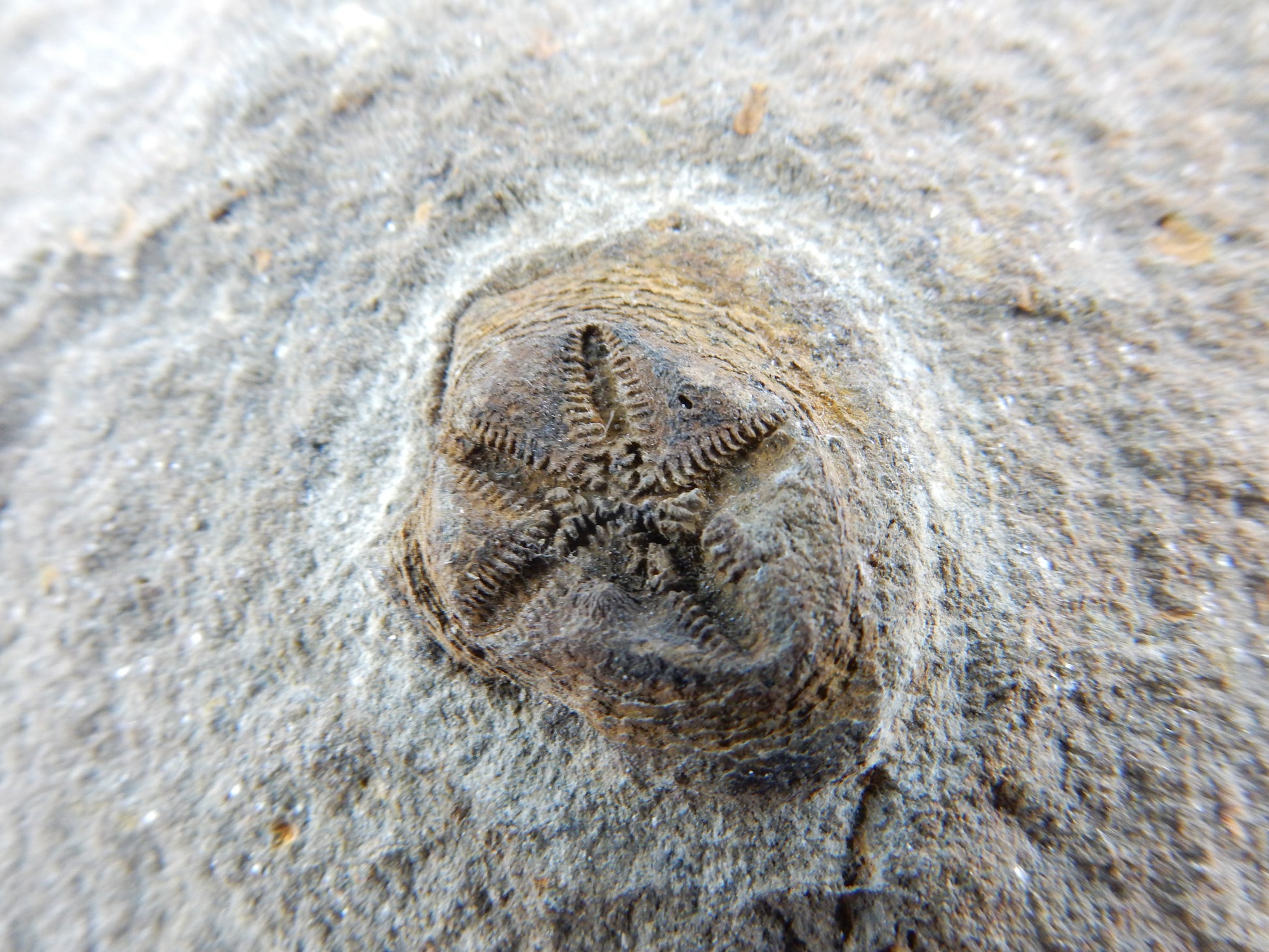 perfect little star-fish fossil - detailed imprint of shell spikes etc - Ordovician age - 450 million years ago