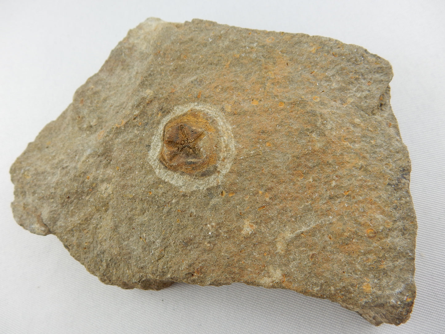 Starfish Fossil