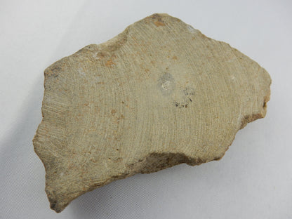 Starfish Fossil