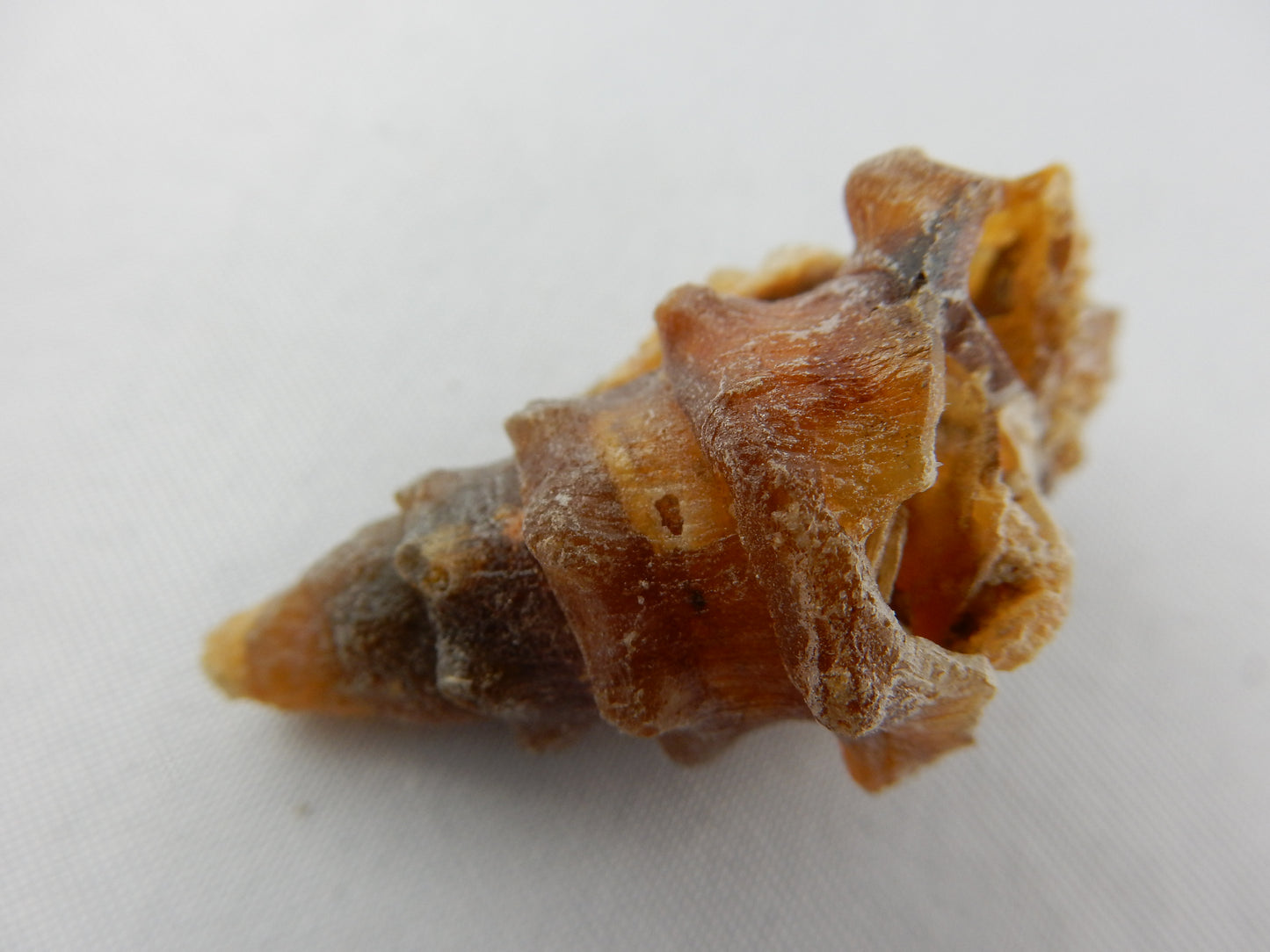 Gastropod Fossil - Agate
