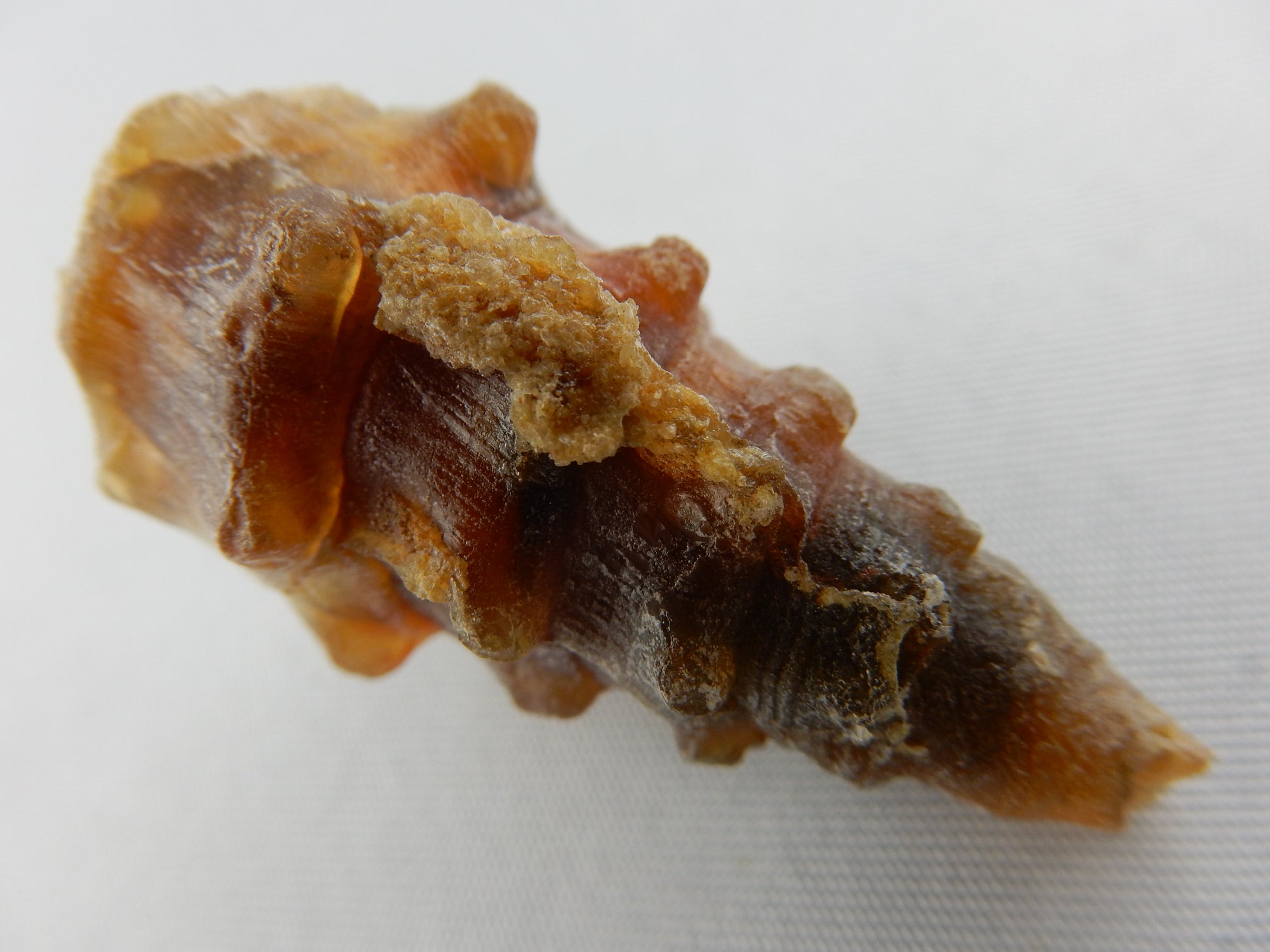 very rare fossil - clear carnelian/agate replacement of gastropod from Jurassic age - 180 myo