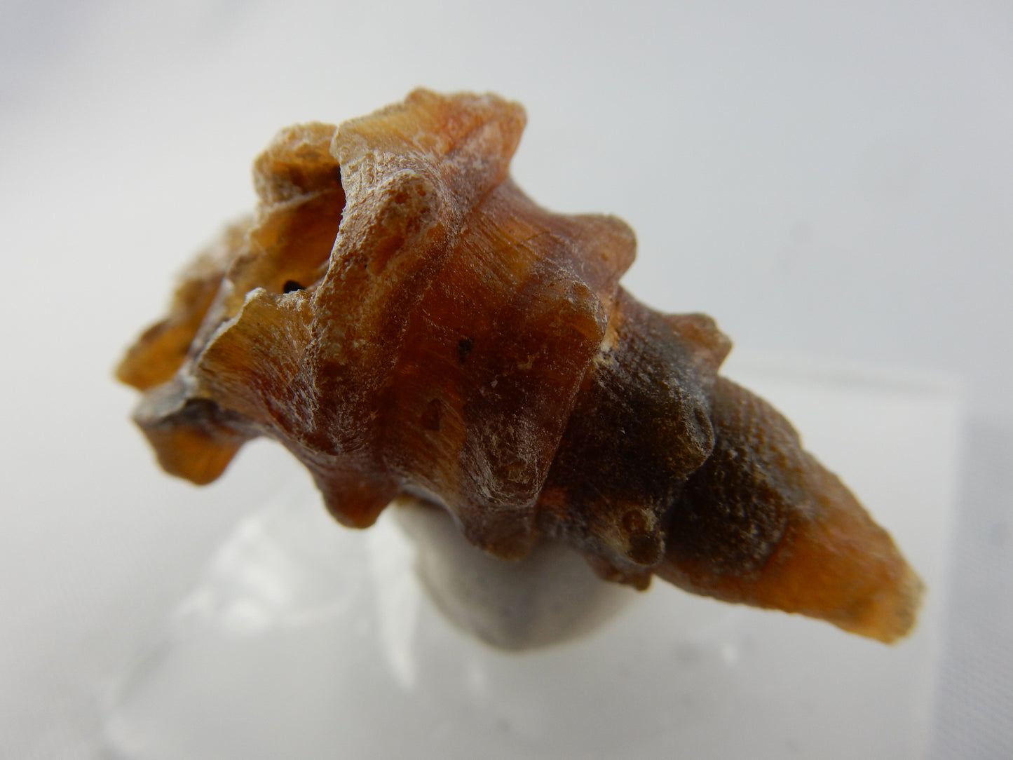 Gastropod Fossil - Agate