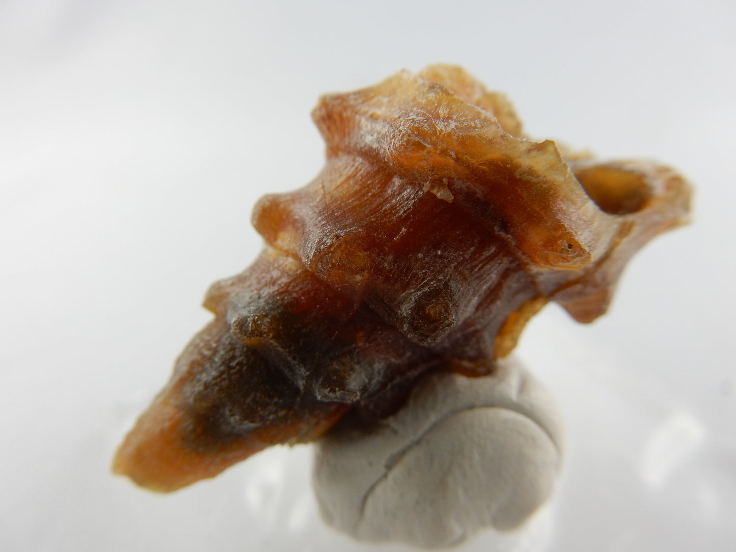 Gastropod Fossil - Agate