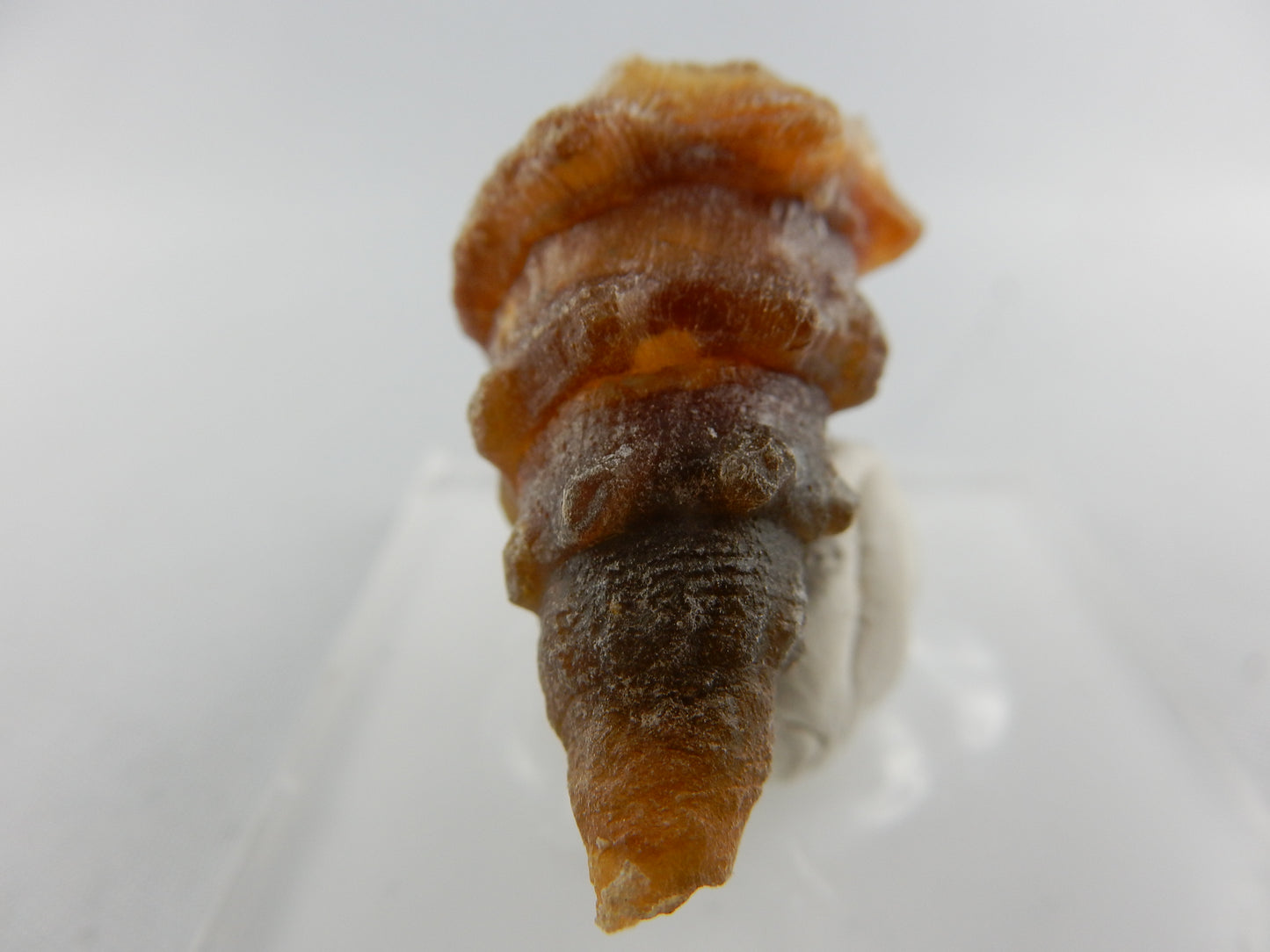 Gastropod Fossil - Agate
