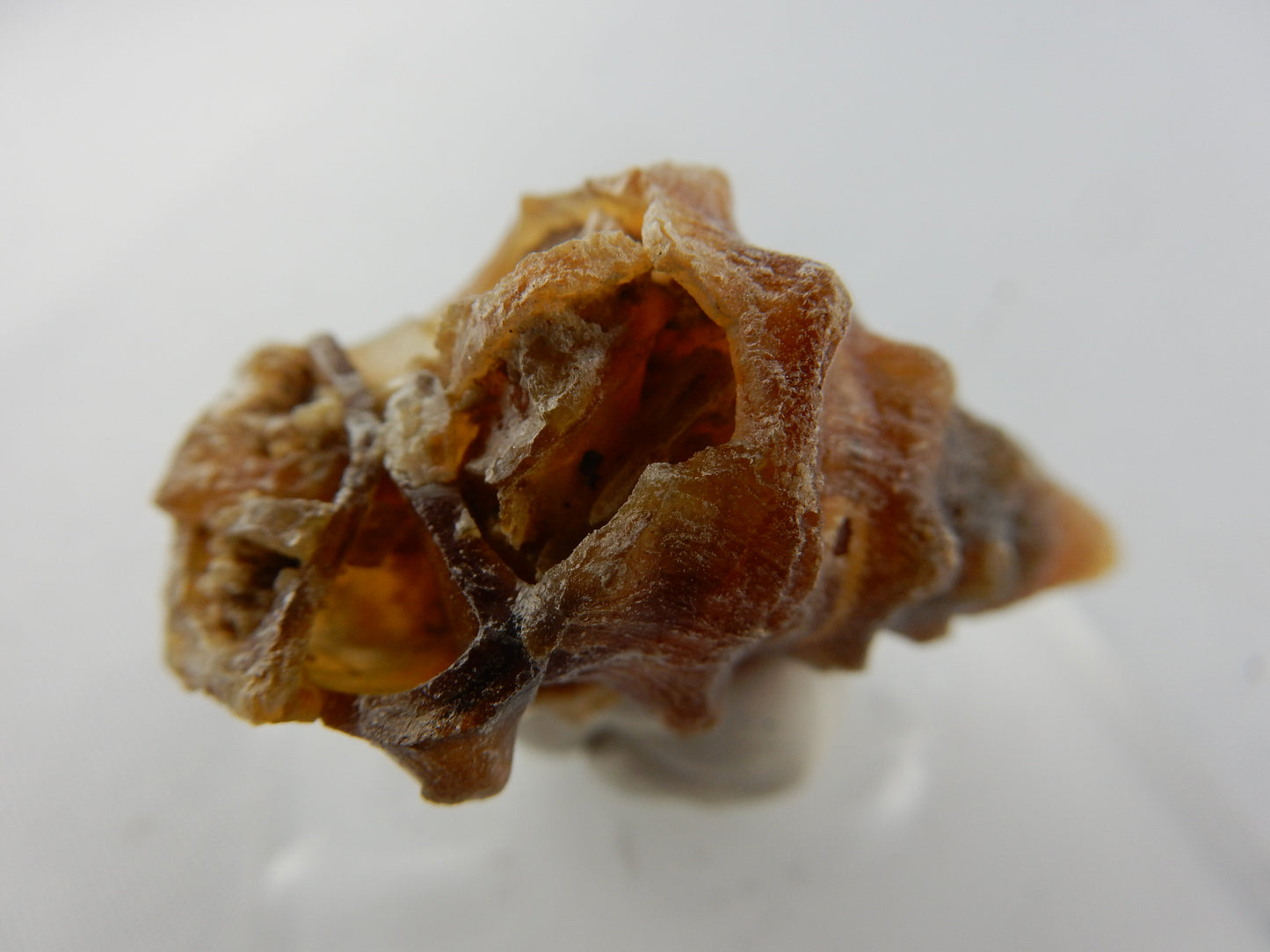 Gastropod Fossil - Agate
