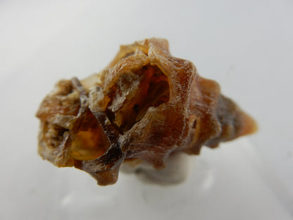 Gastropod Fossil - Agate