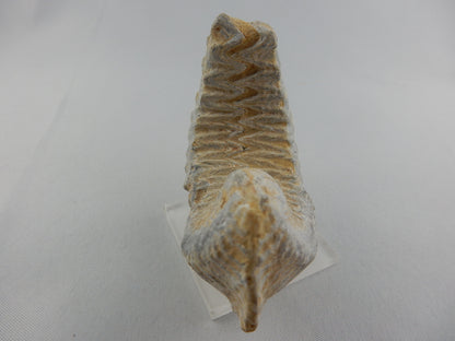 Zipper Oyster Fossil