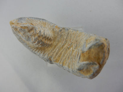 Zipper Oyster Fossil