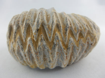 Zipper Oyster Fossil