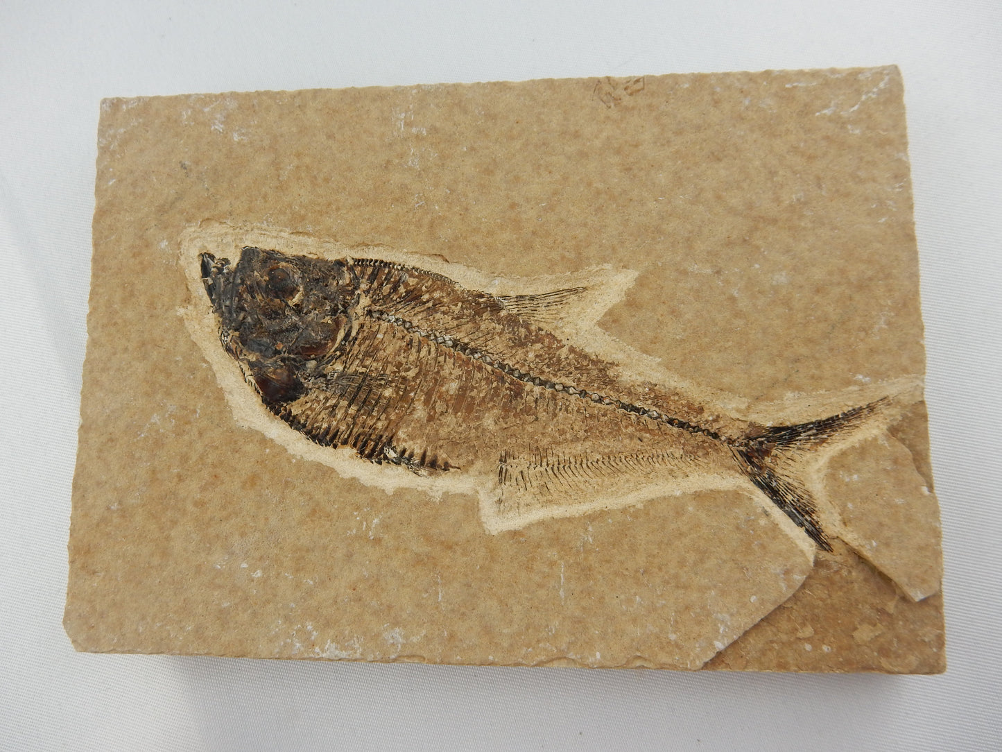superb detailed Knightia Eocanea fish fossil - complete - famous fish locality - largest lake formations in world - Green River Formation Wyoming - Eocene 45myo