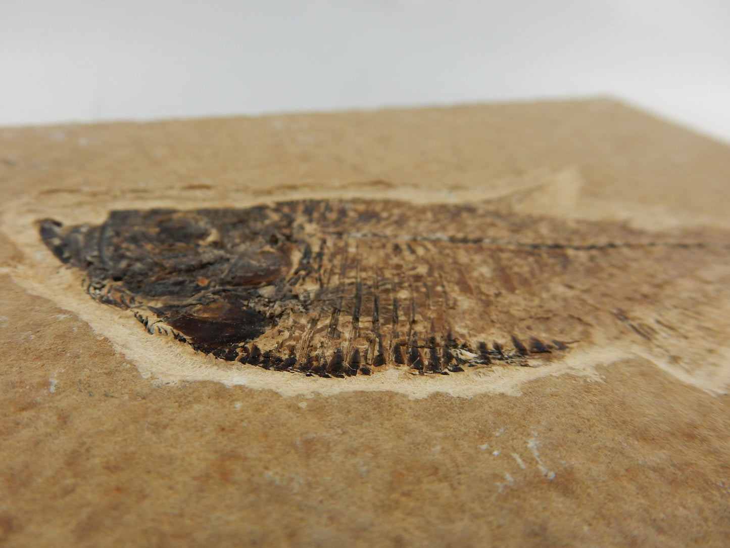 Fish Fossil - Knightia Eocanea