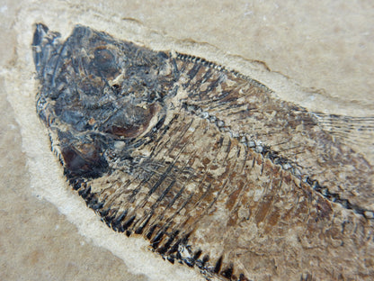 Fish Fossil - Knightia Eocanea