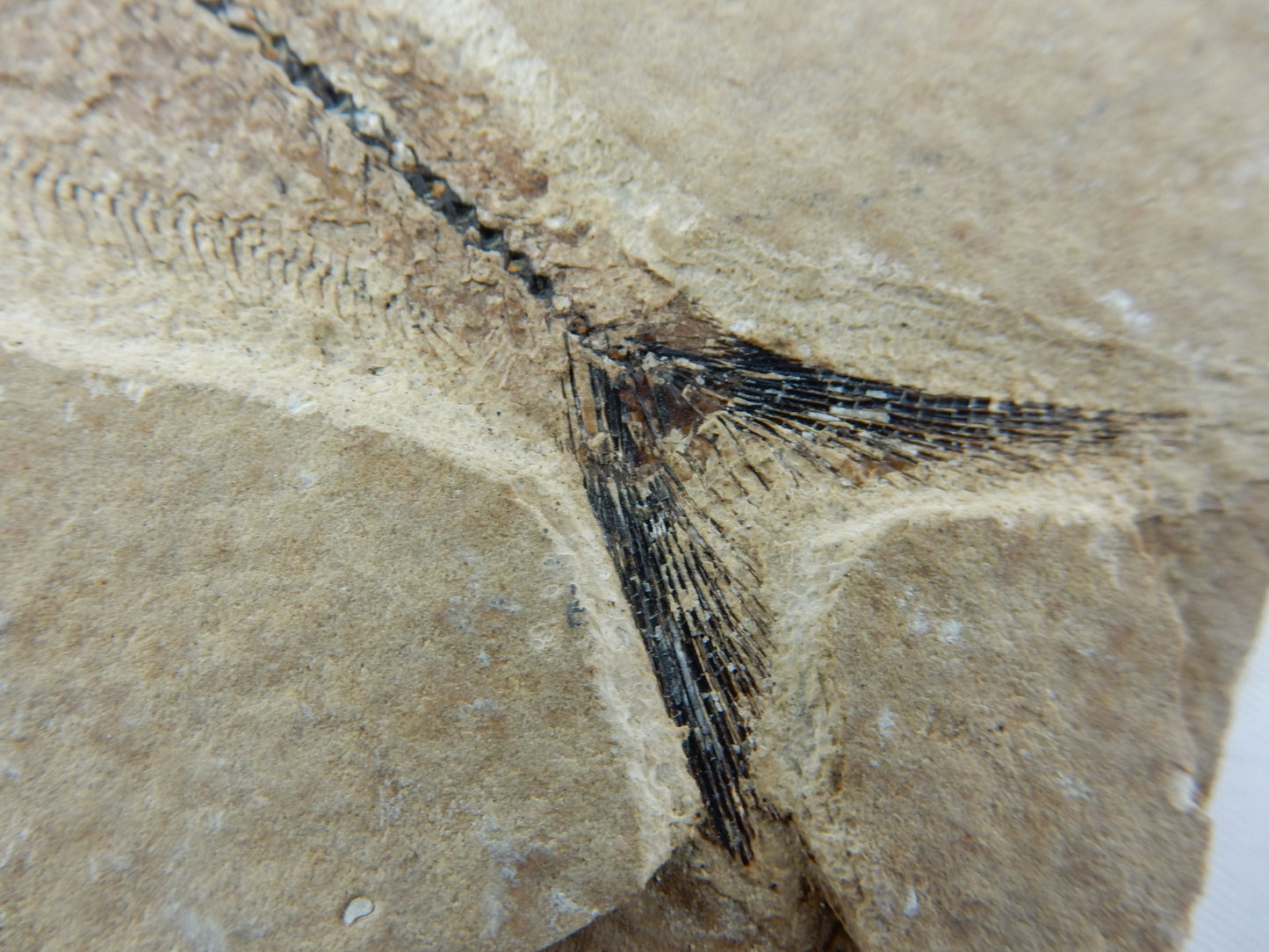 Fish Fossil - Knightia Eocanea