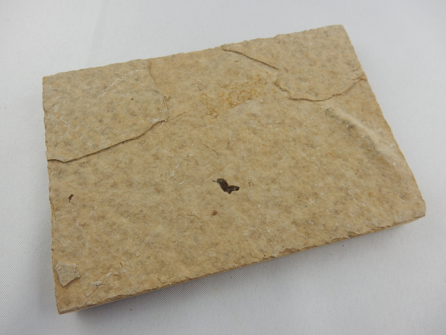 Fish Fossil - Knightia Eocanea