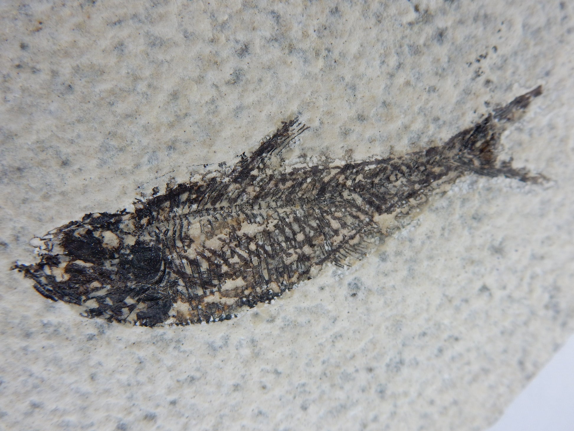 excellent fossil preparation complete - famous fish Diplomystus locality largest lake formations in world - Green River Fm, Eocene 45 myo