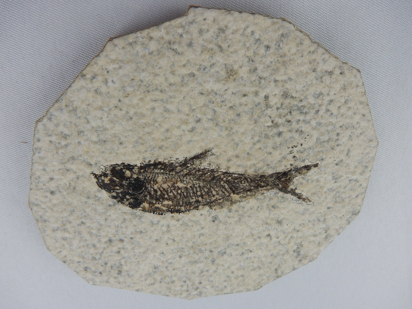 Fish Fossil - Diplomystus