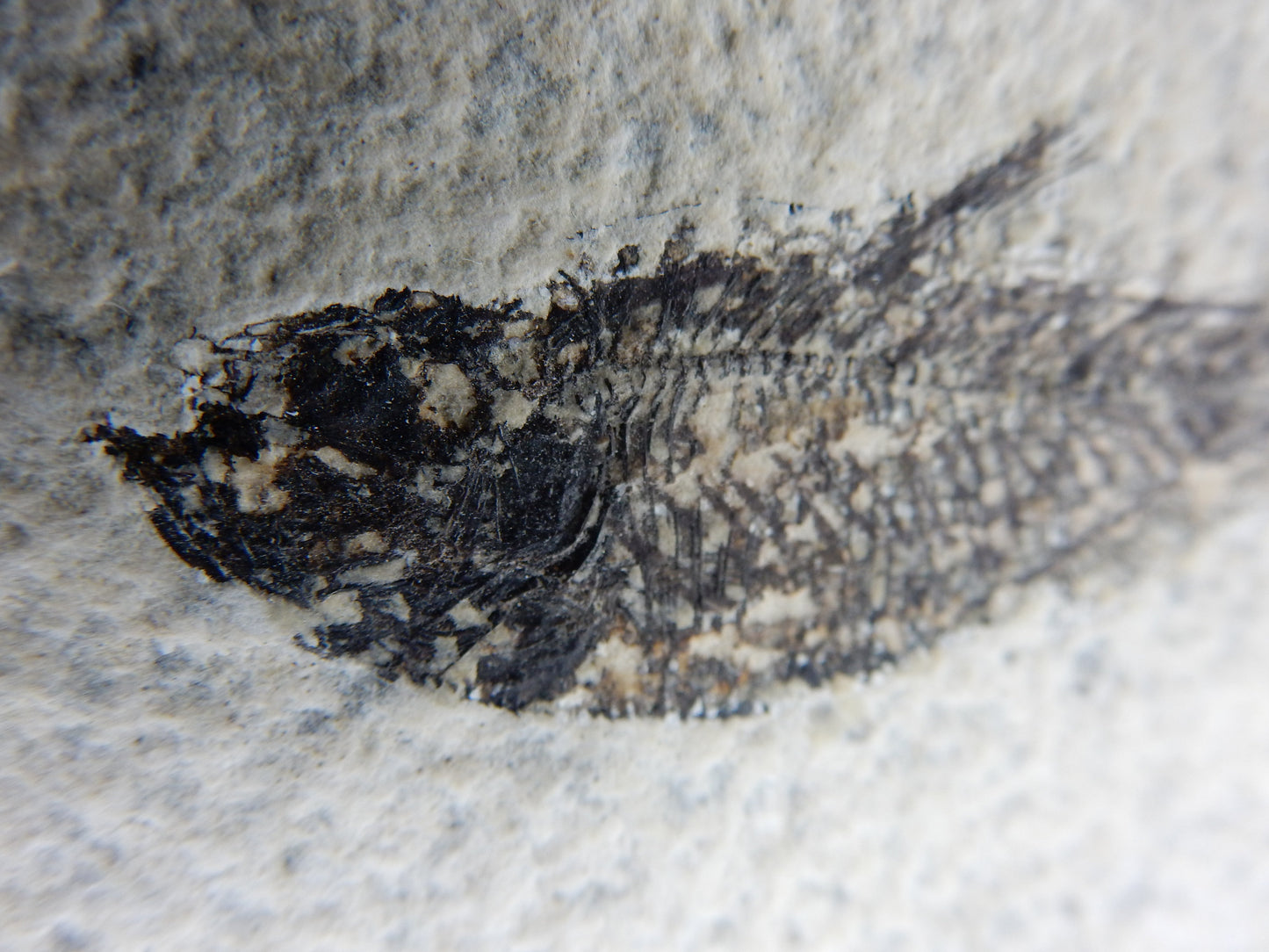 Fish Fossil - Diplomystus