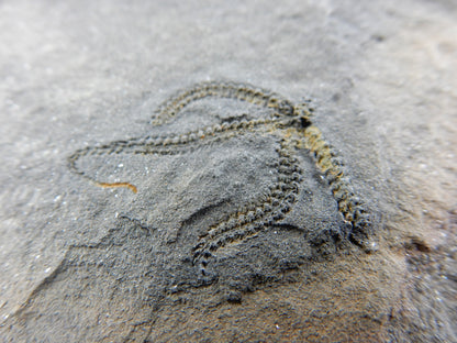 amazing detail fossil - brittle star - looks like modern day - yet Ordovician which is 450+ million year ago