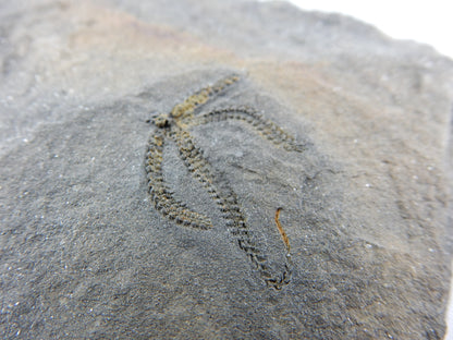 Brittle Star Fossil