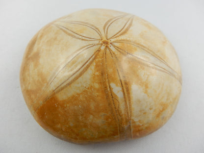 wonderful polished details of large sea urchin - like modern day but this one Jurassic age 180 myo