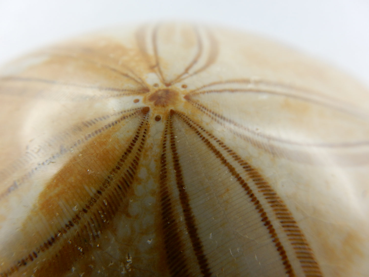 Sea Urchin Fossil - Echinoid Clypeus