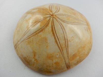 Sea Urchin Fossil - Echinoid Clypeus