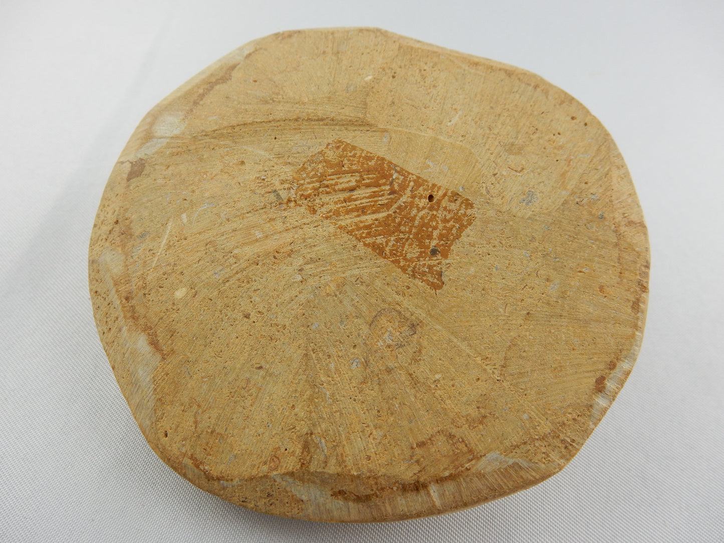 Sea Urchin Fossil - Echinoid Clypeus