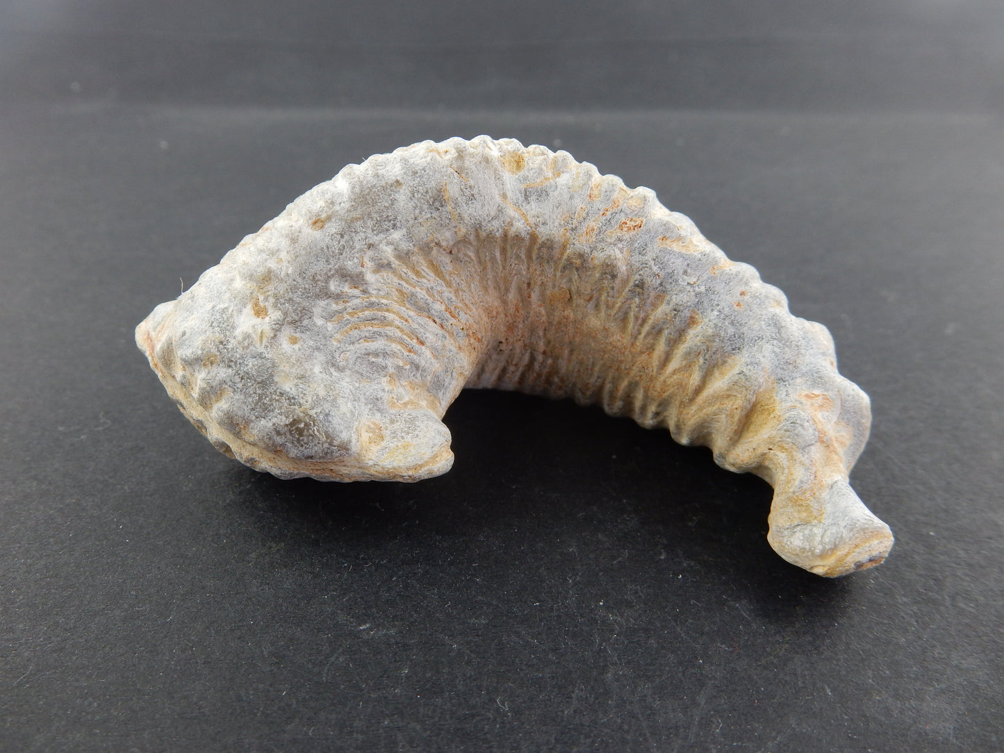 Cool fossil of ancient clam-oyster - amazing detail on faces and joints