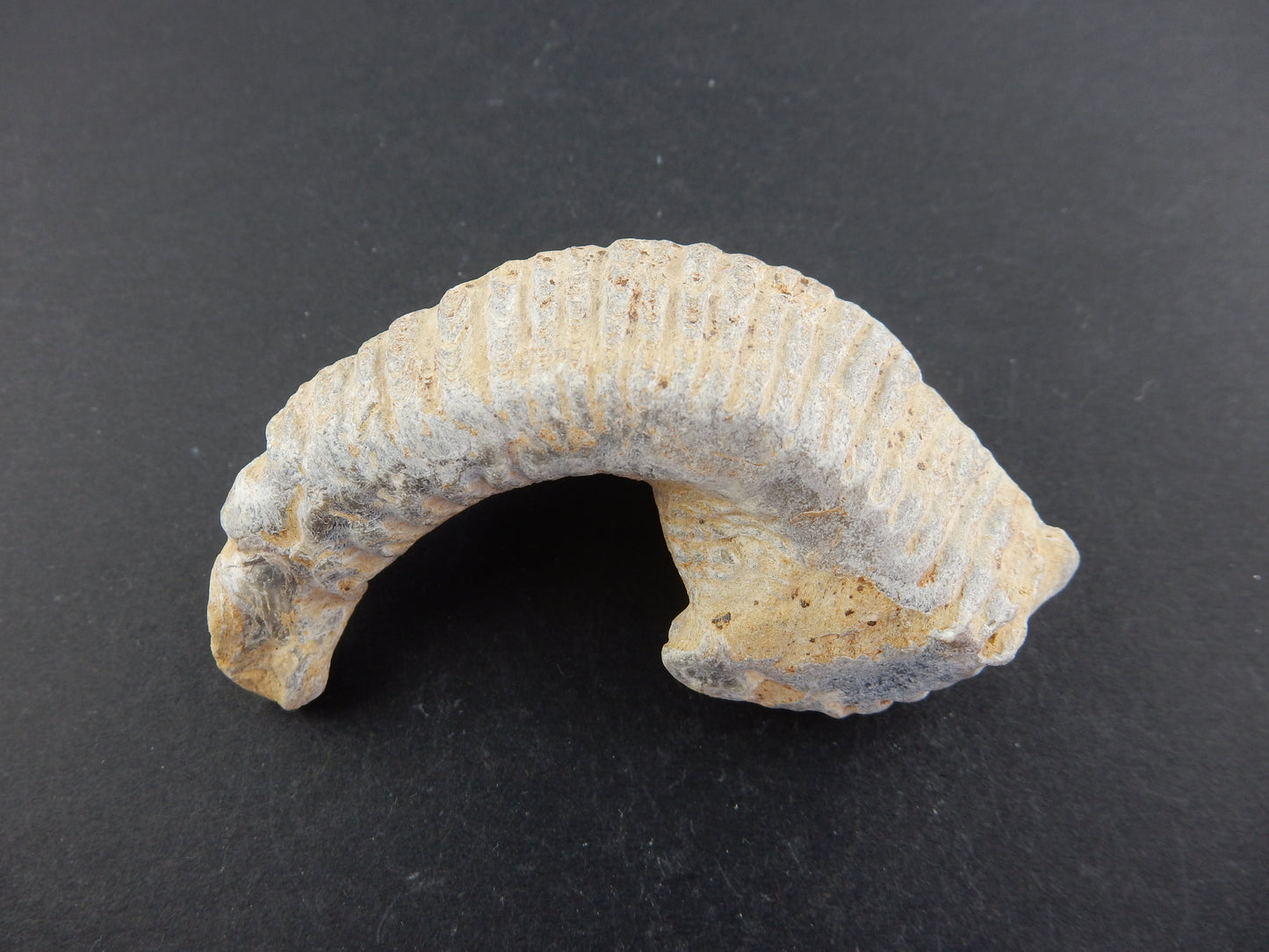 Zipper Oyster Fossil