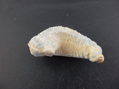 Zipper Oyster Fossil