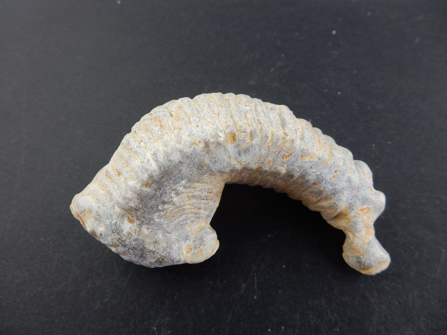 Zipper Oyster Fossil