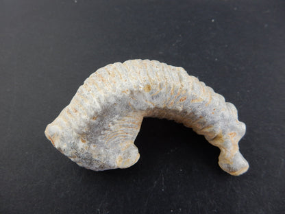 Zipper Oyster Fossil