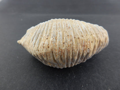 Zipper Oyster Fossil