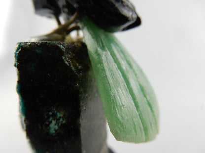 Gemstone Bird - Roadrunner