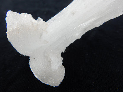 Gypsum Cave Caterpillar