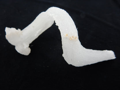Gypsum Cave Caterpillar