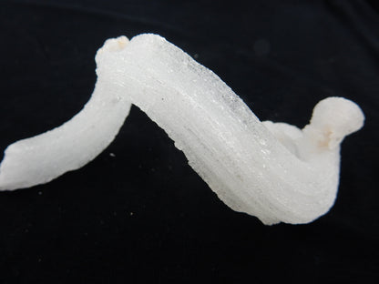 Gypsum Cave Caterpillar