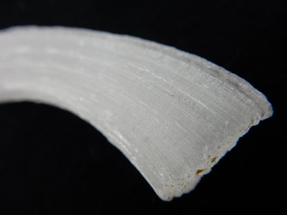 Gypsum Cave Caterpillar